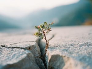 resilienz, resilience, Wachstum, growth