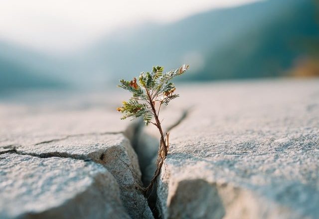 resilienz, resilience, Wachstum, growth